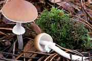 Psathyrella longistriata